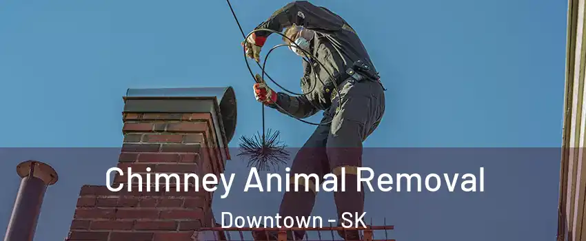  Chimney Animal Removal Downtown - SK