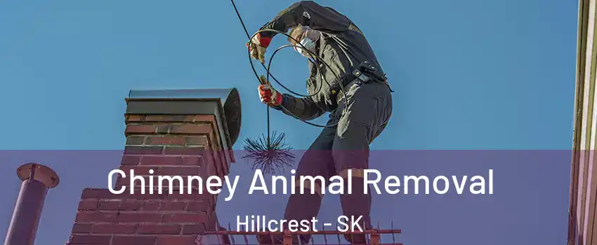  Chimney Animal Removal Hillcrest - SK