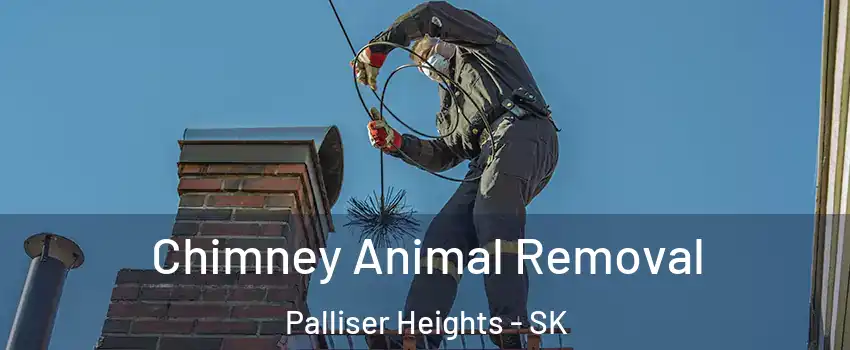  Chimney Animal Removal Palliser Heights - SK