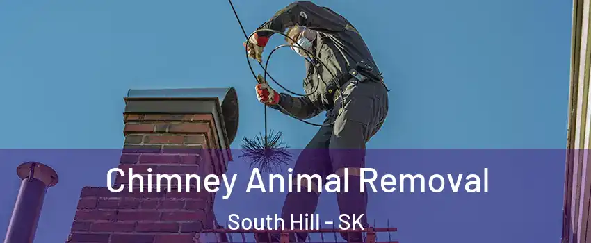  Chimney Animal Removal South Hill - SK