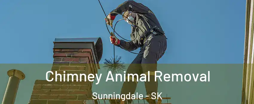  Chimney Animal Removal Sunningdale - SK