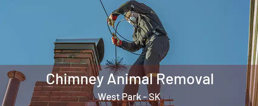  Chimney Animal Removal West Park - SK